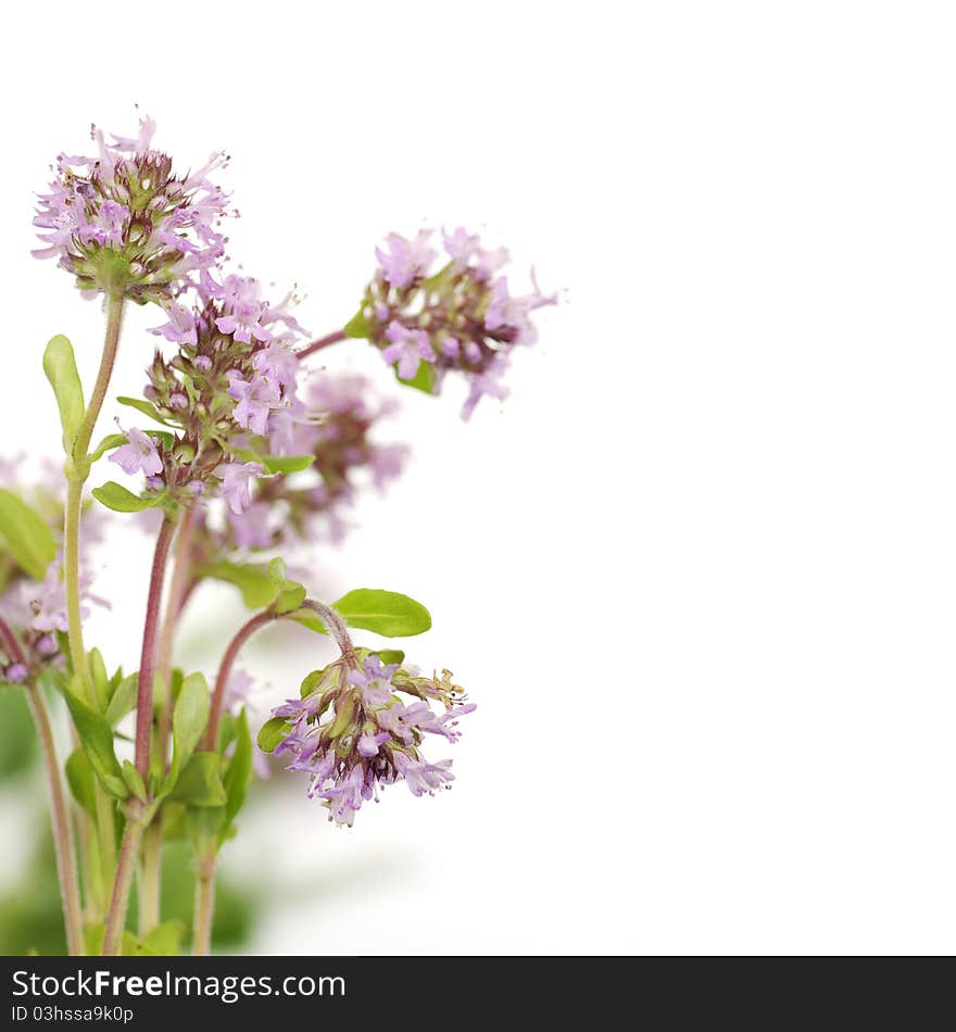 Pink flower on a white background, isolated flower, closeup