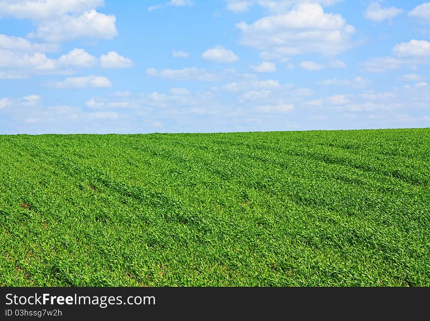 Green Field Horticulture