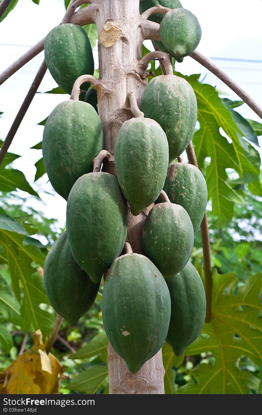 Green papayas on tree in garden.