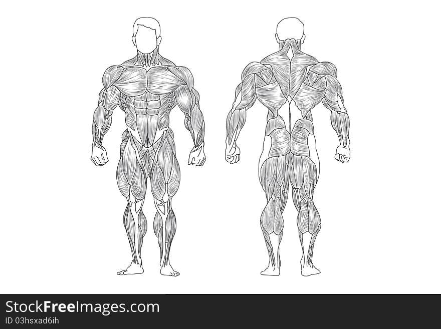 Male Muscles