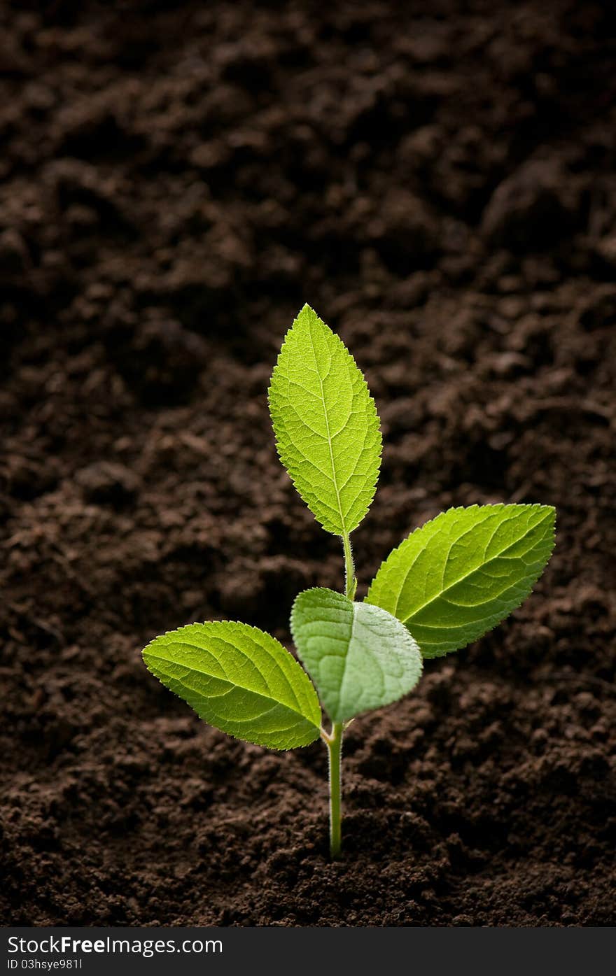 Small green tree on ground. Small green tree on ground