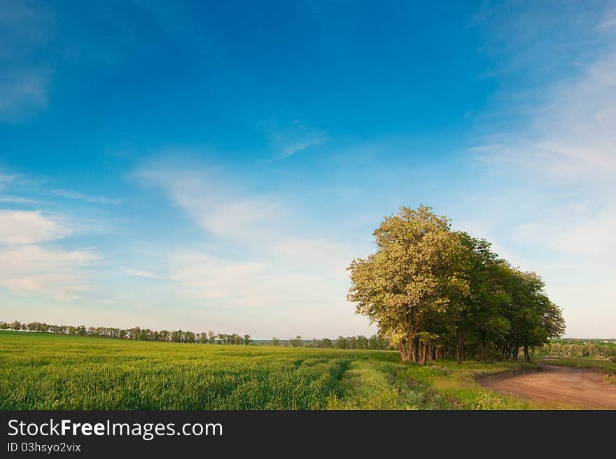 Background of cloudy sky and green field. Background of cloudy sky and green field