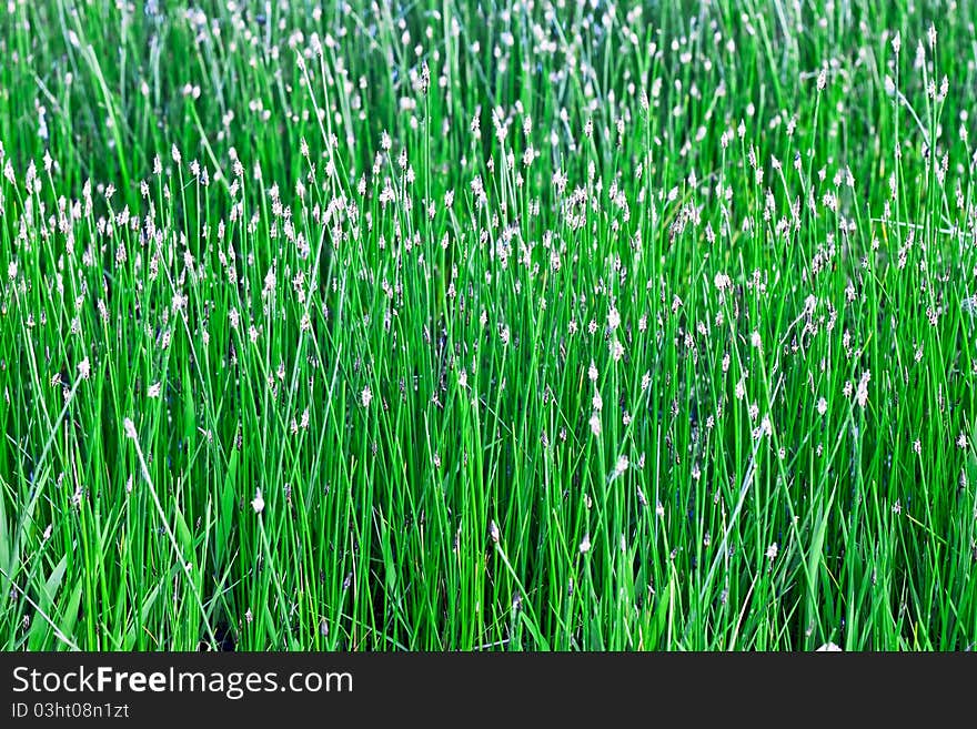 Fresh Marsh Grass