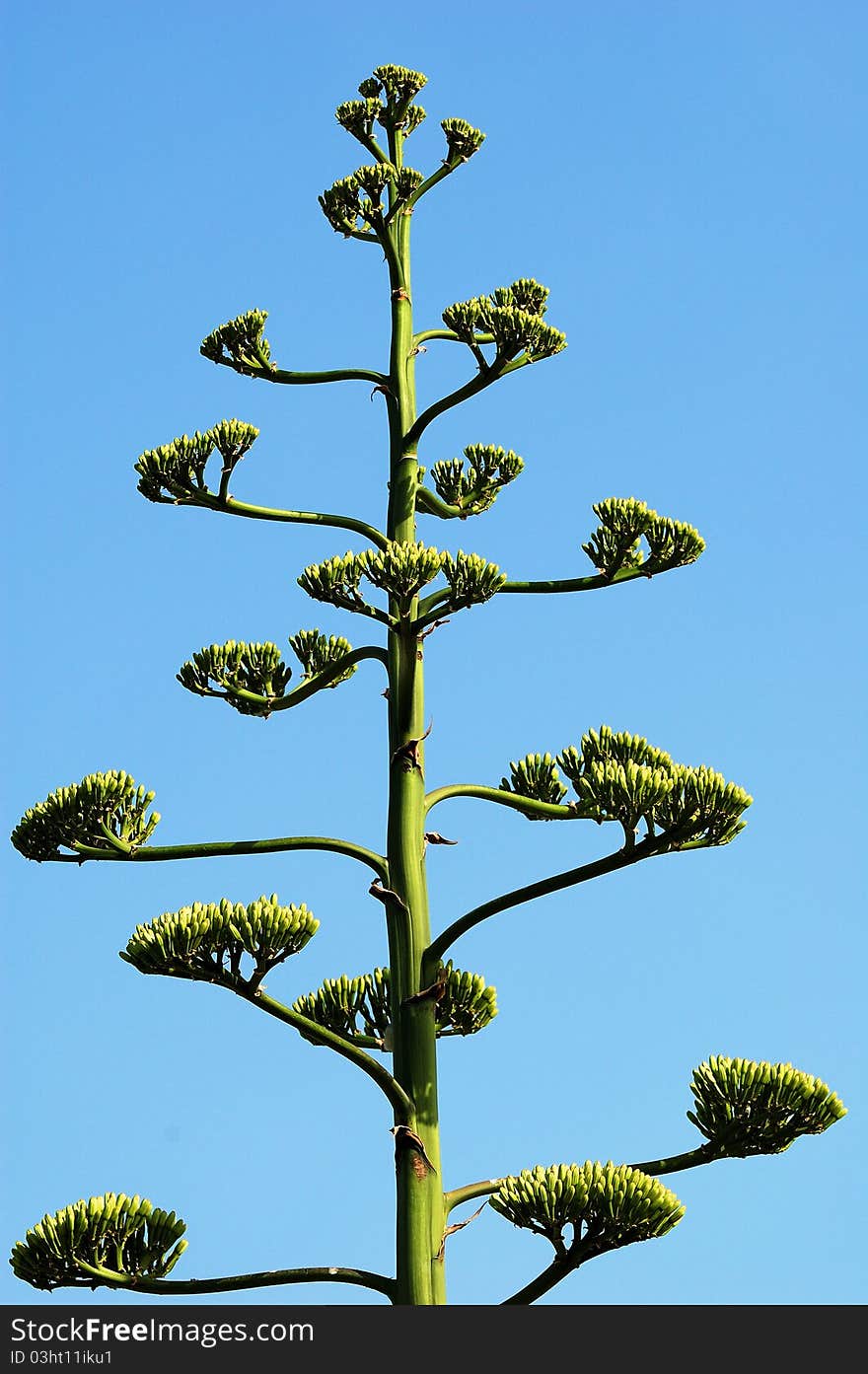 Photo of some turkish tree