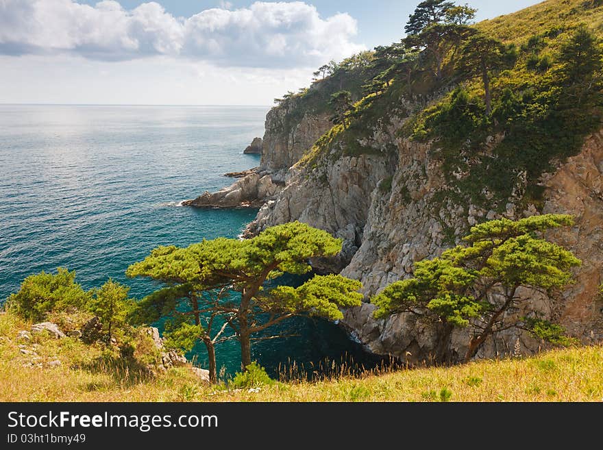 Green cedar in the sea