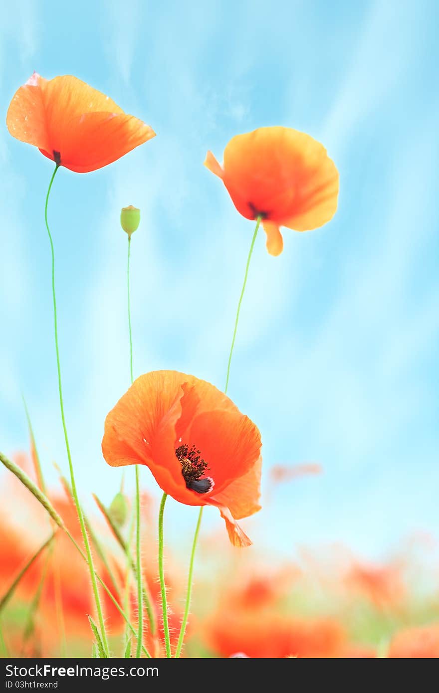 Poppies on green field under blue sky