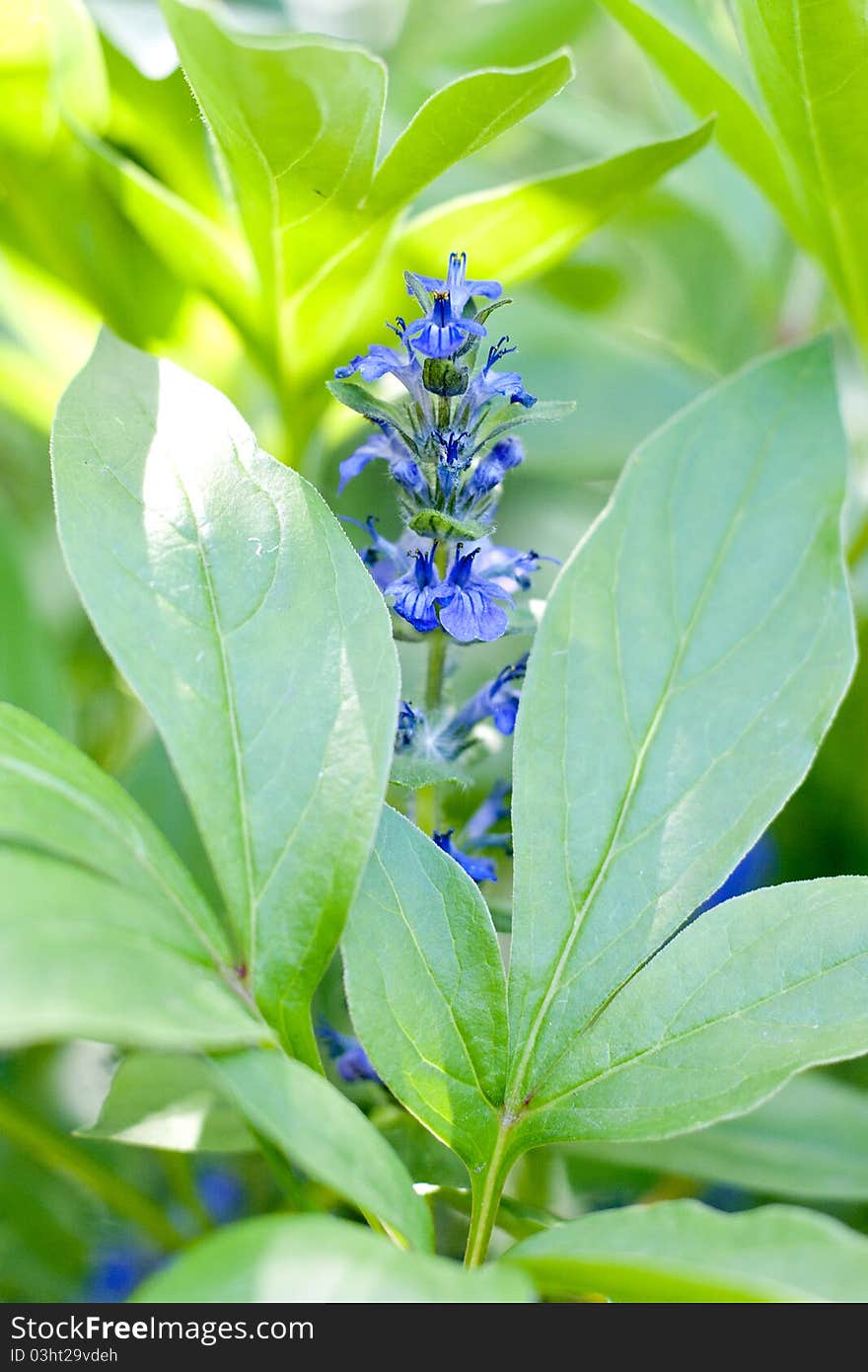 Lilac flower