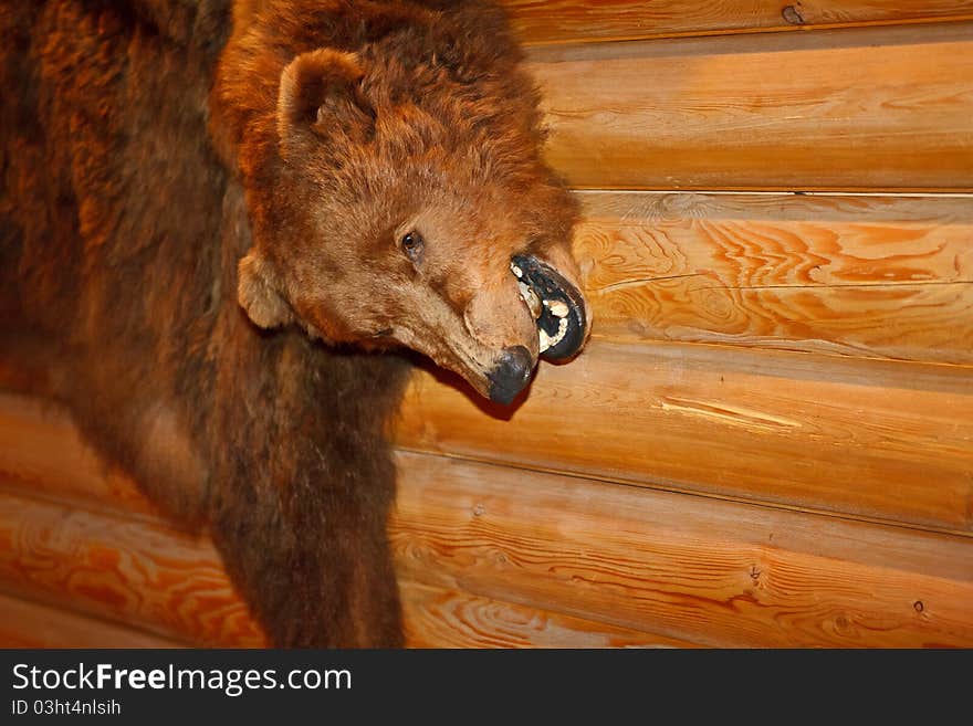 Brown bear pelt