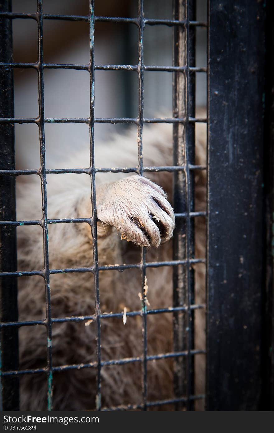 Wild animals in the zoo are sitting in cells. Wild animals in the zoo are sitting in cells