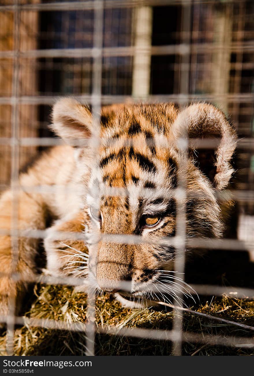 Little striped tiger cubs in a cage