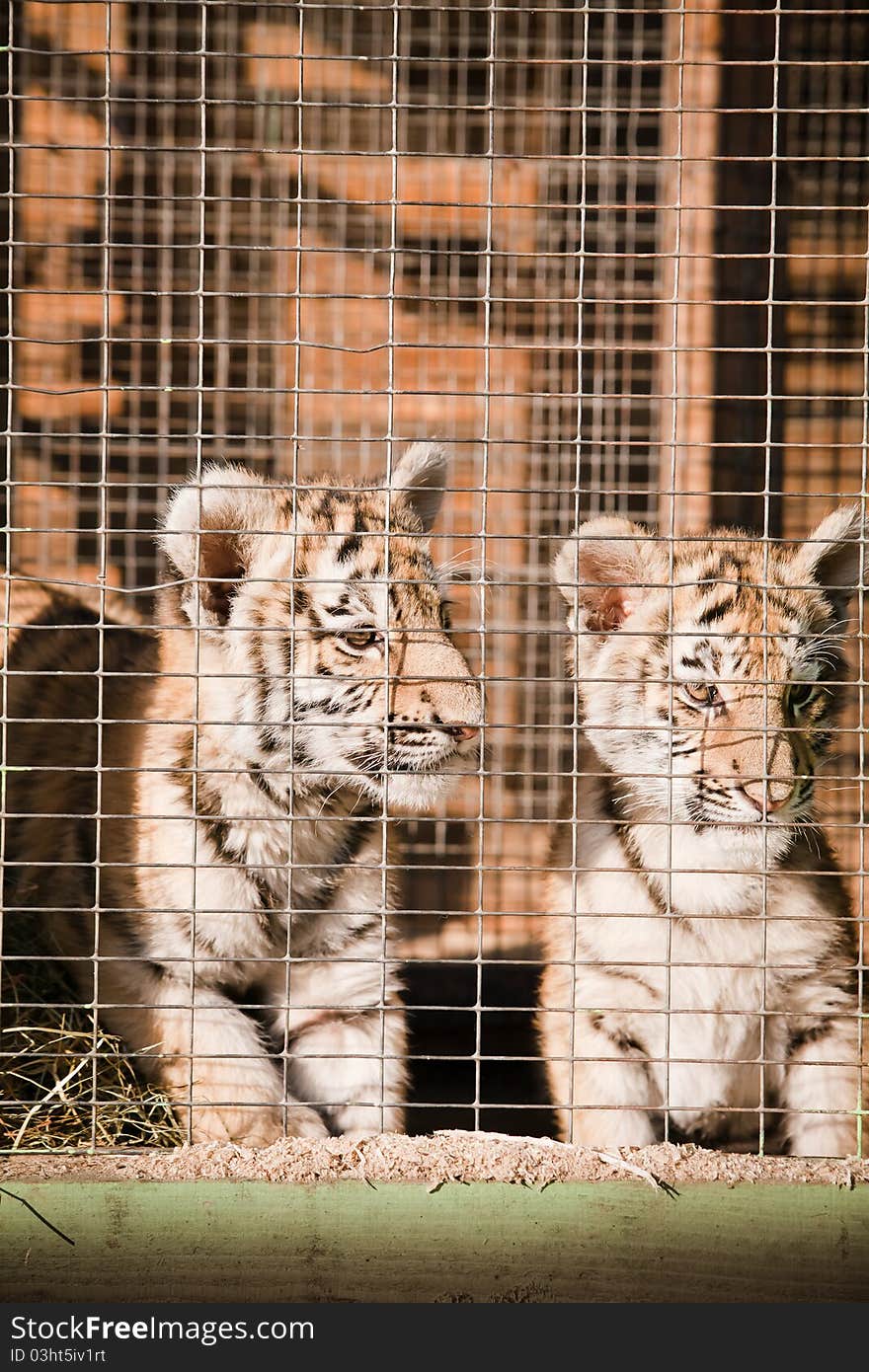 Helpless little striped tiger in a cage