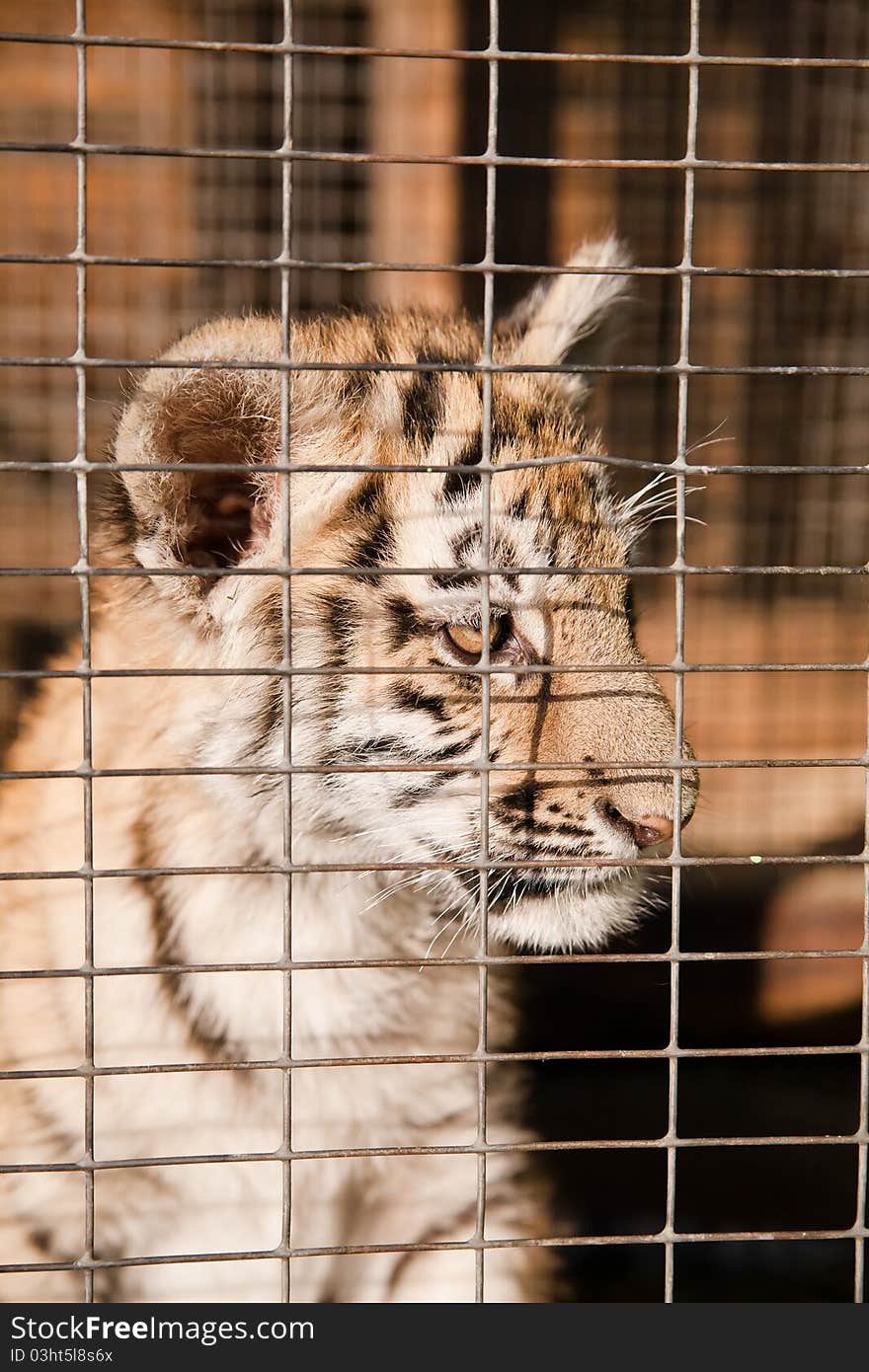 Helpless  tiger cubs in a cage