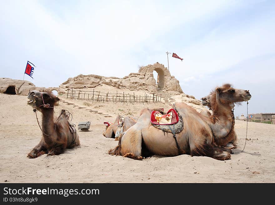 Camels In Front Of An Old Castle