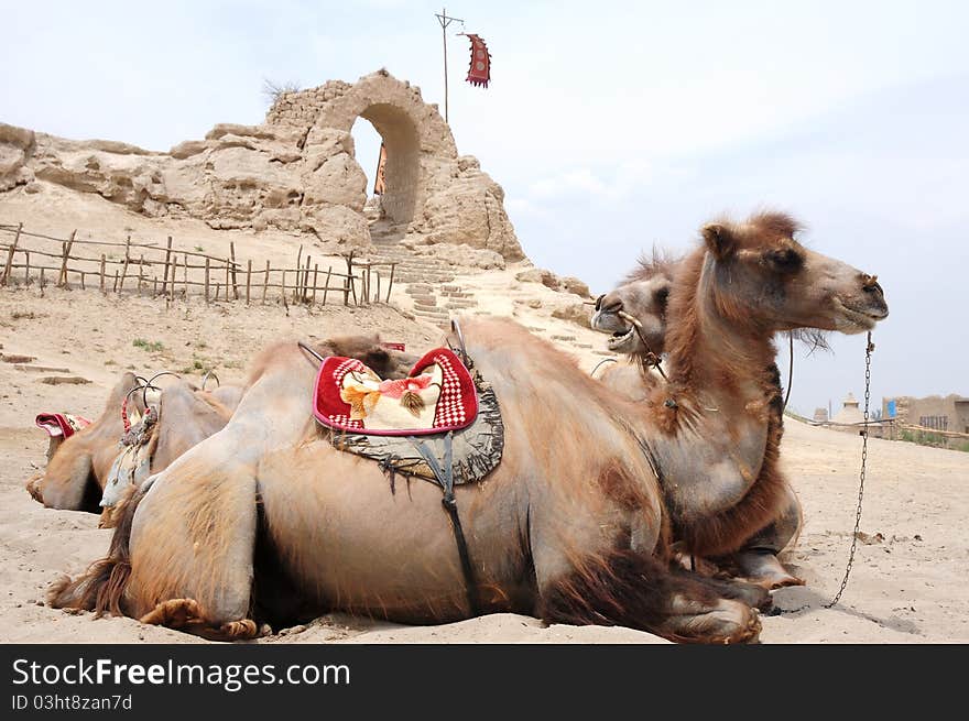 Camels in front of an old castle