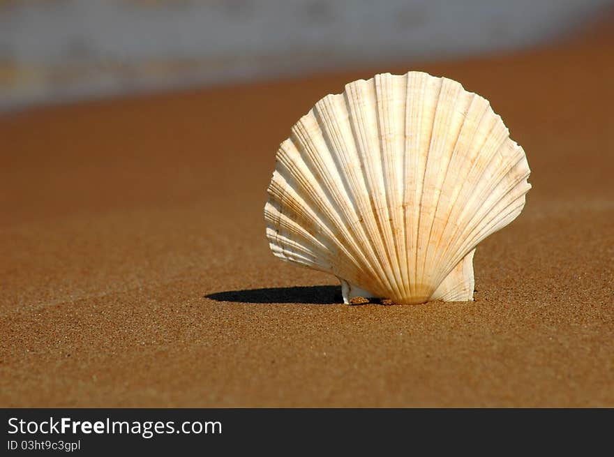 The white seashell on sand