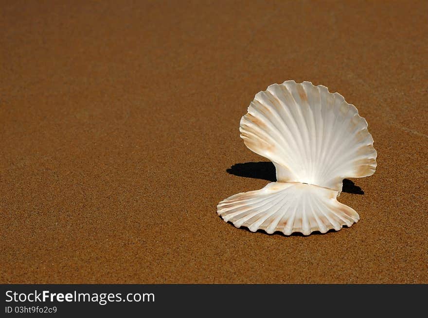 Seashell On Sand