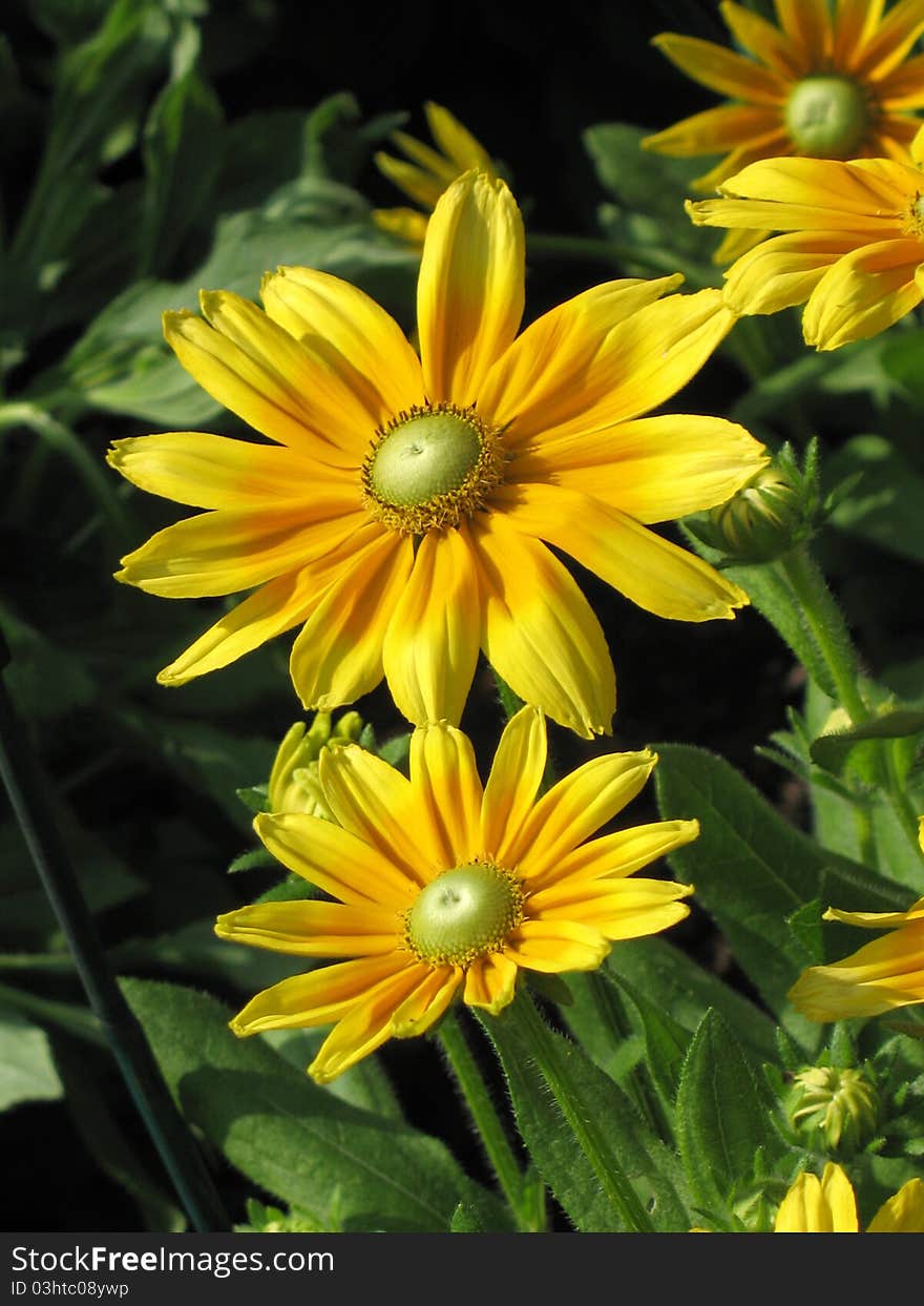 Black-eyed susan in a garden