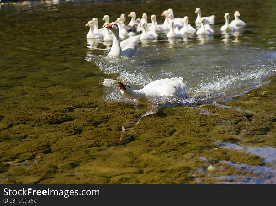 Attacking goose