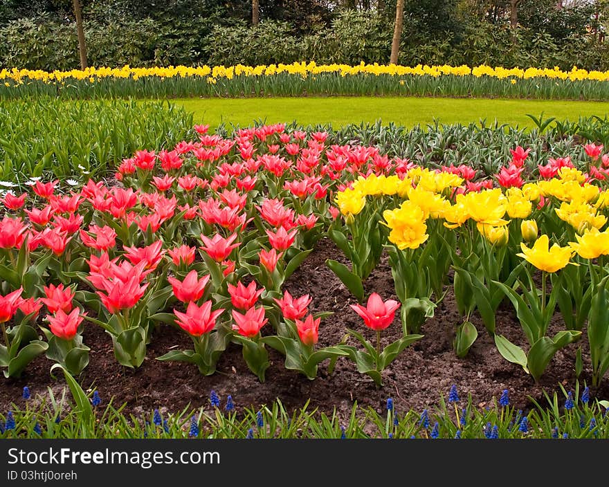 Multicolored Flowerbed .