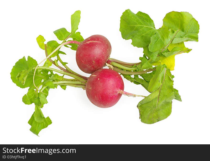 Fresh radishes isolated on white background