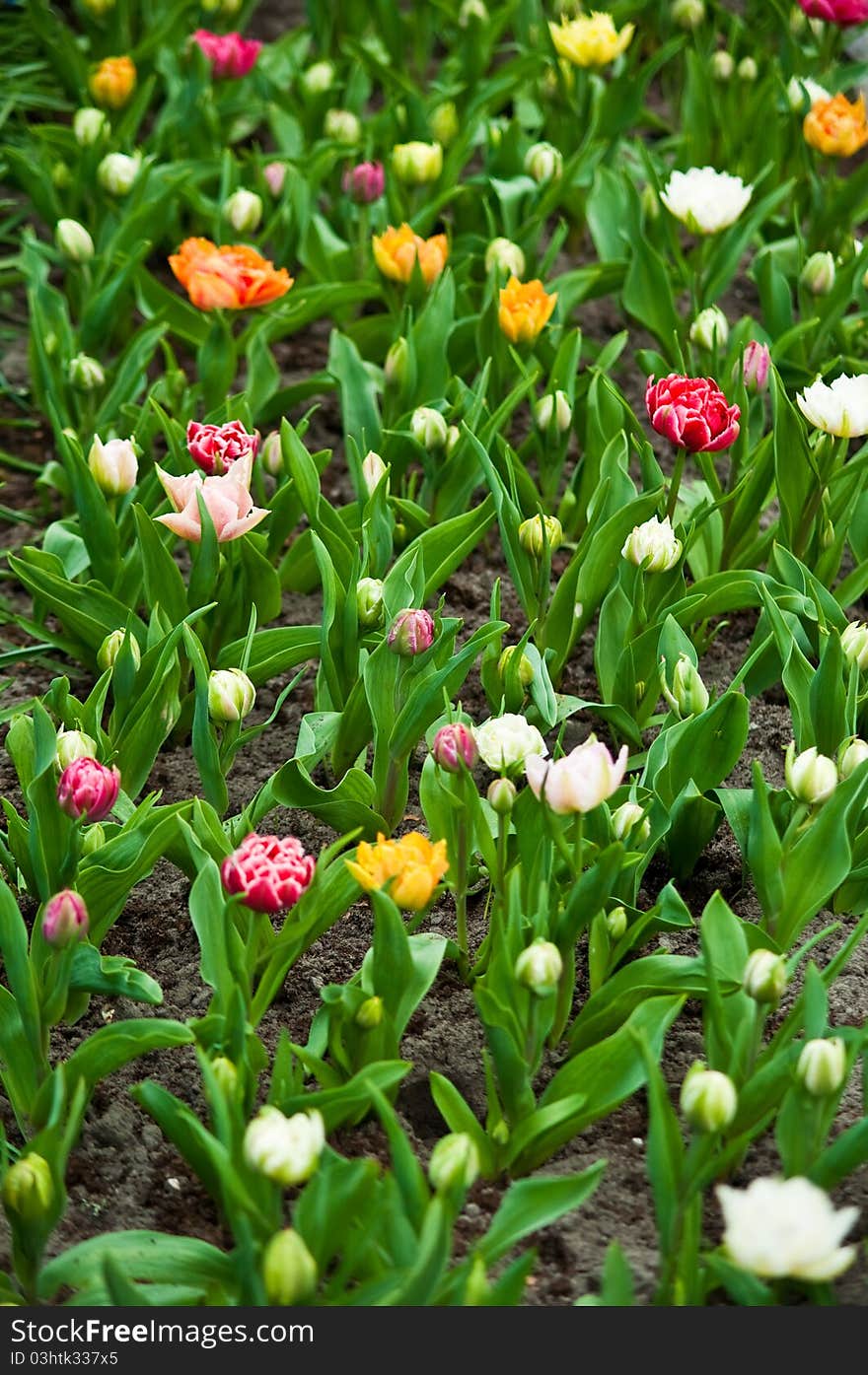 Colorful Tulips .