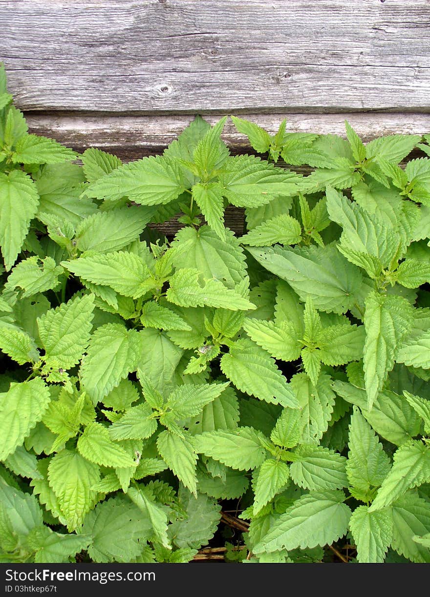 Wild nettle growing against an old house. Wild nettle growing against an old house