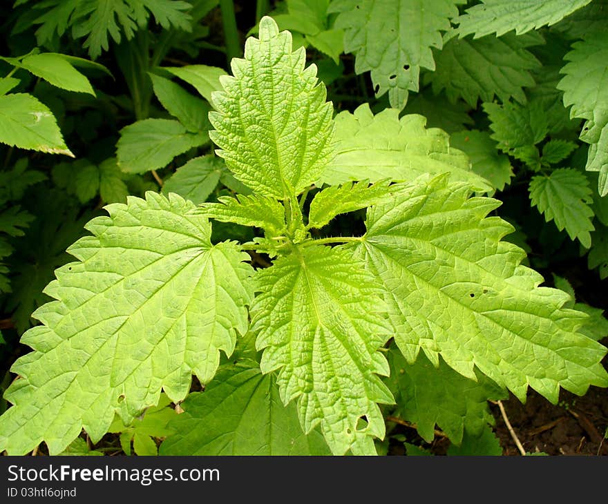 Fresh wild nettle close up