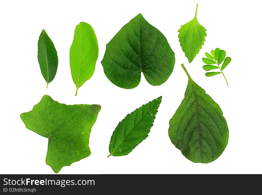 Green leaf color on white background