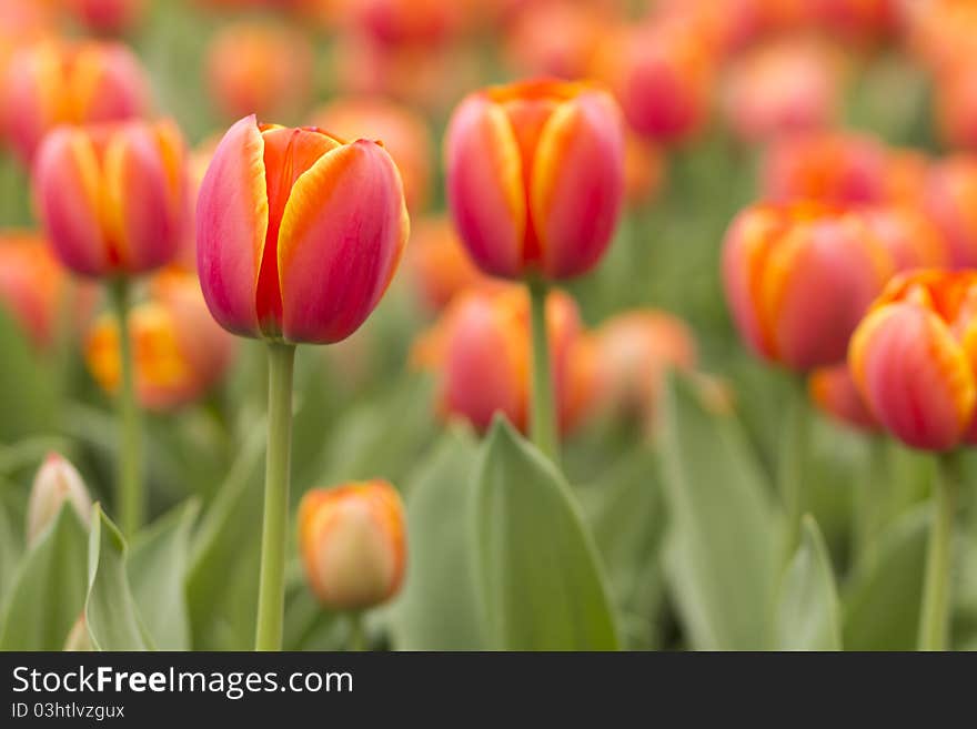 Tulips