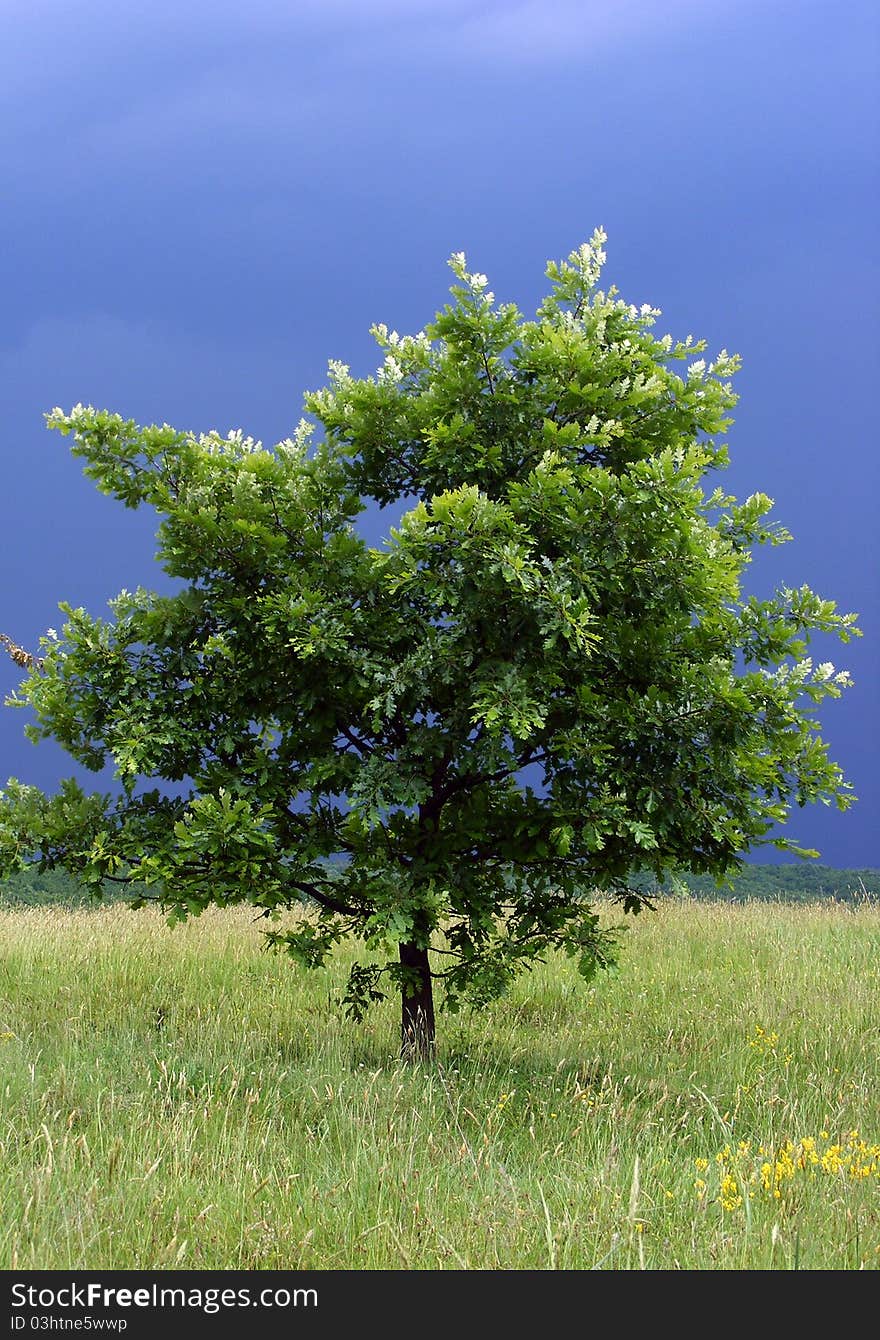 Lonely Tree With A Storm In Its Back