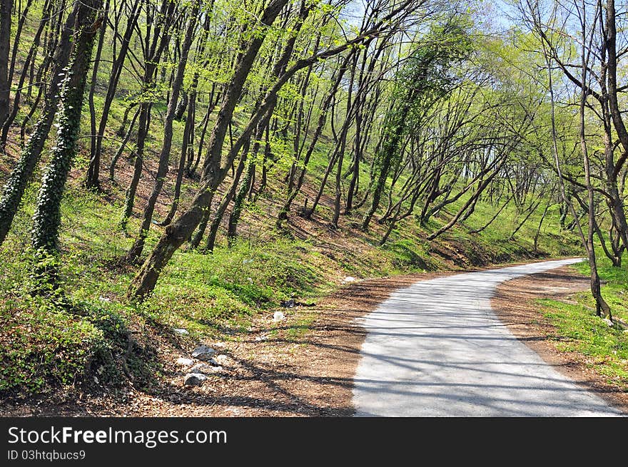 Curved road in the forest under blue sky. Curved road in the forest under blue sky