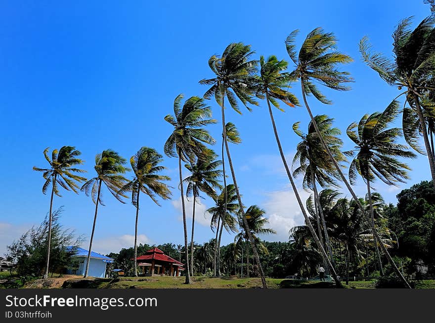 Beach-Tropical Beach