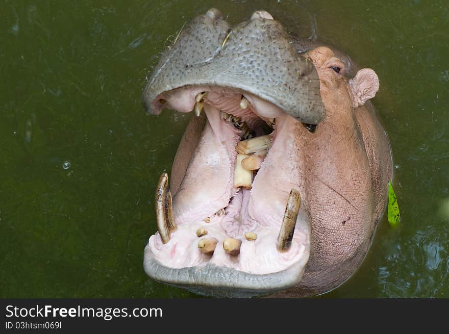 Hippopotamus open mouth waiting for food