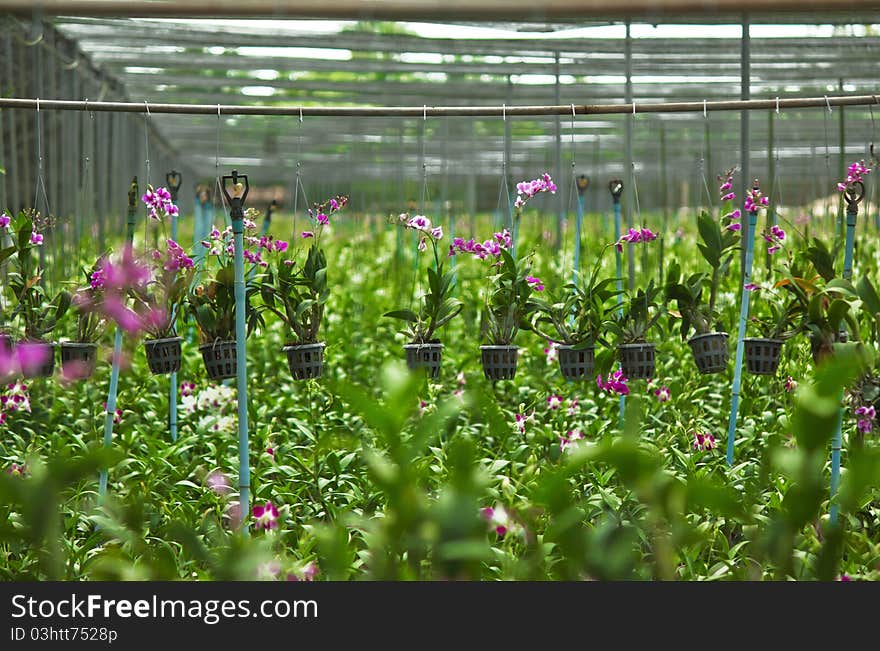 Flowers orchid nursery in thailand