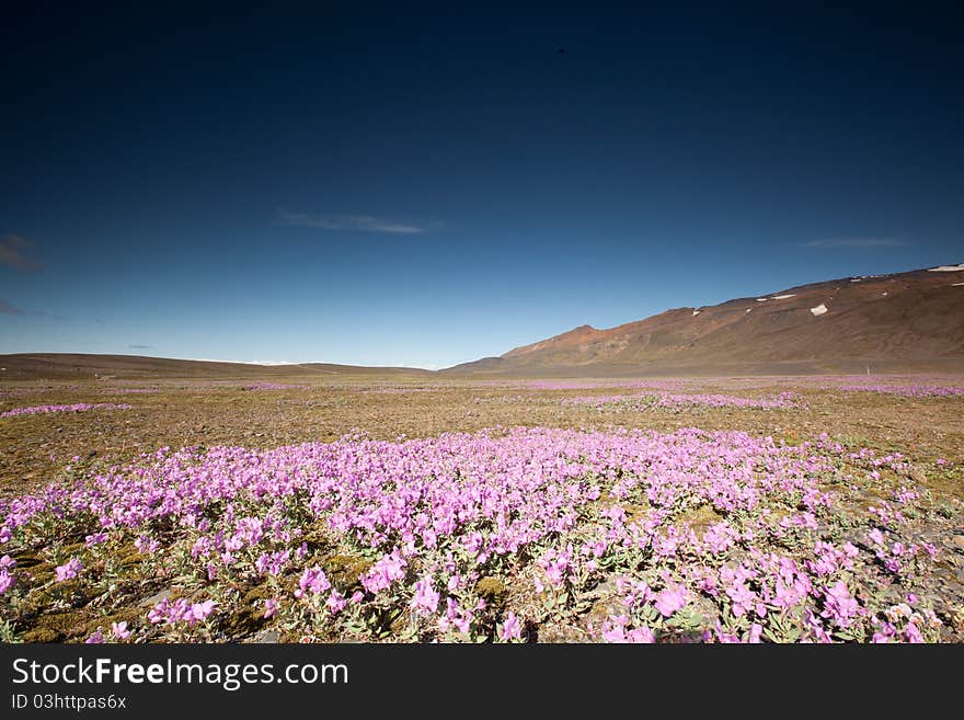 Flowers and sky