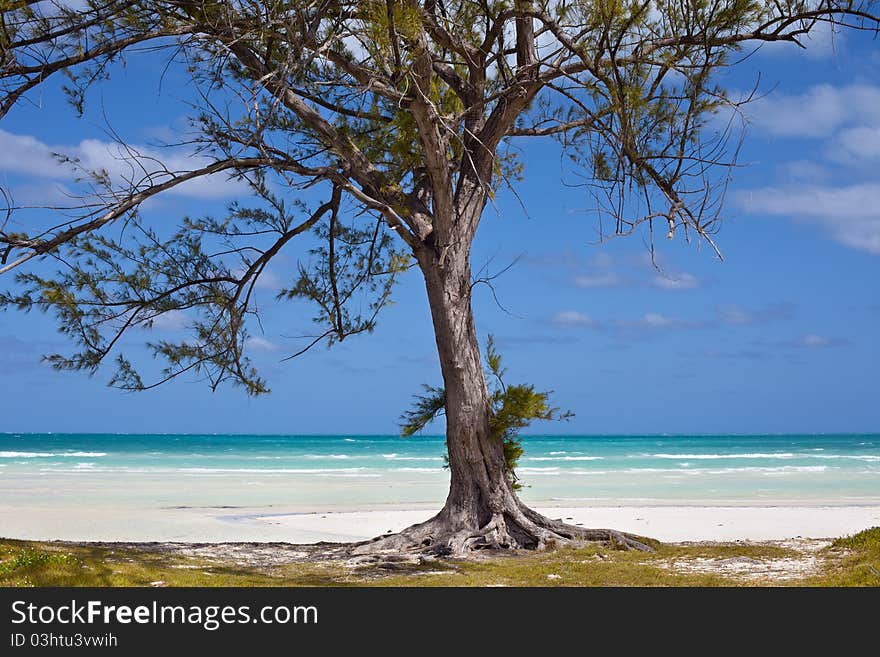 Lonely tree in a beach. Cuba