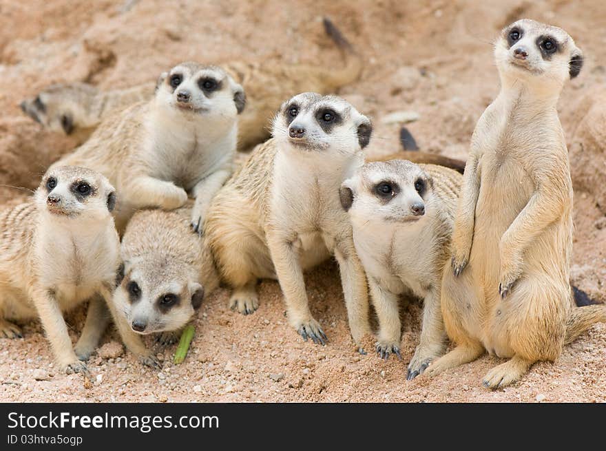 Funny and lovely group of meerkats