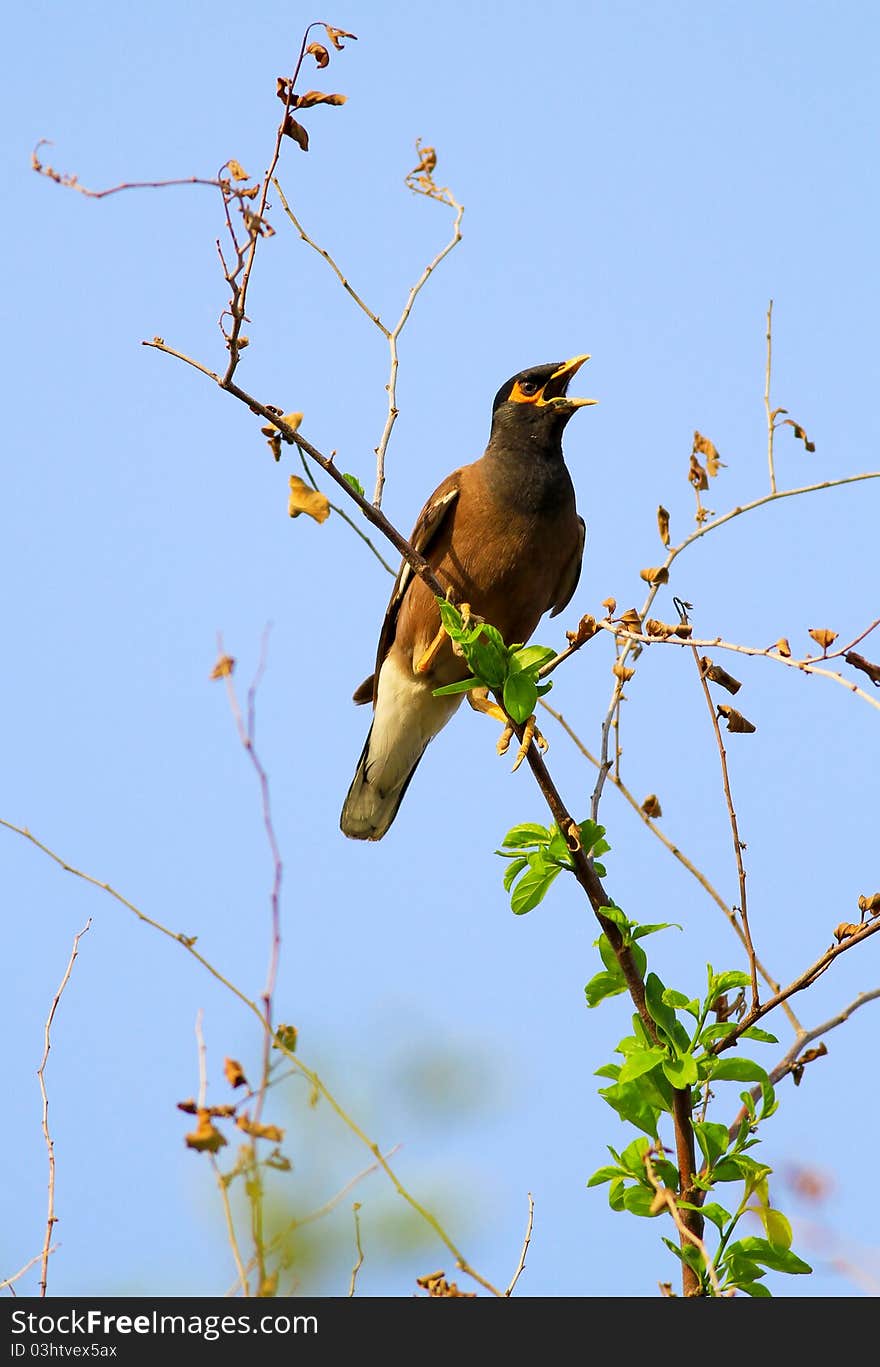 Common myna