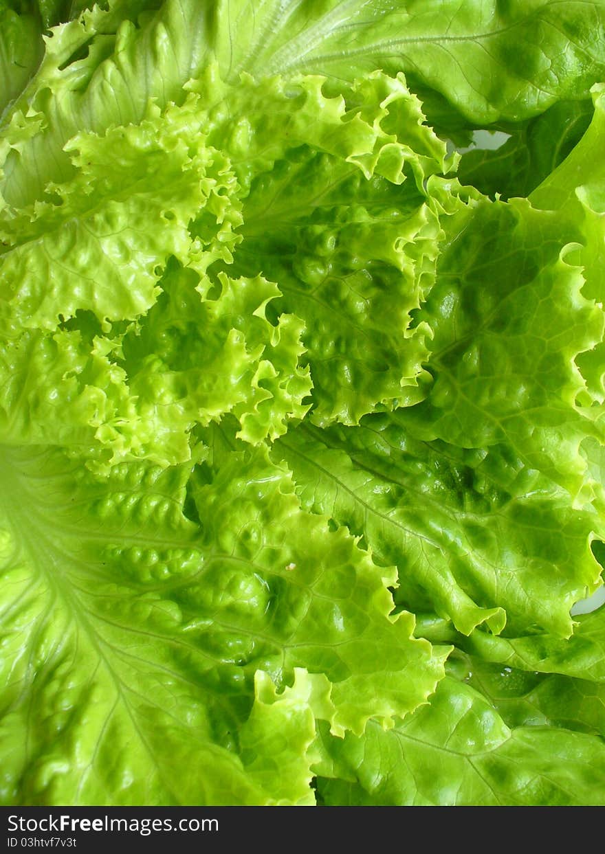 Fresh green lettuce close up