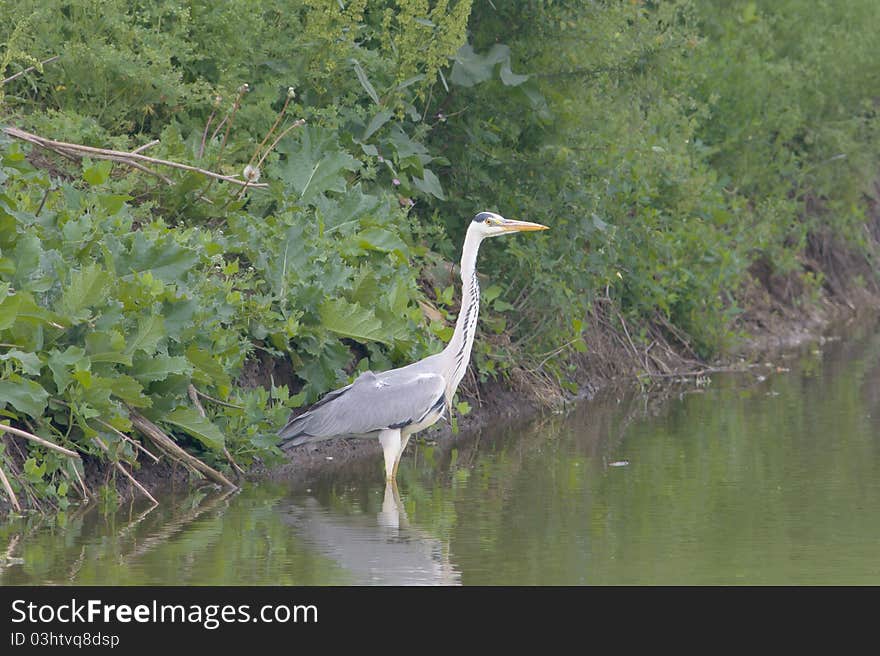 Grey Heron - Ardea cinerea resting on the shore