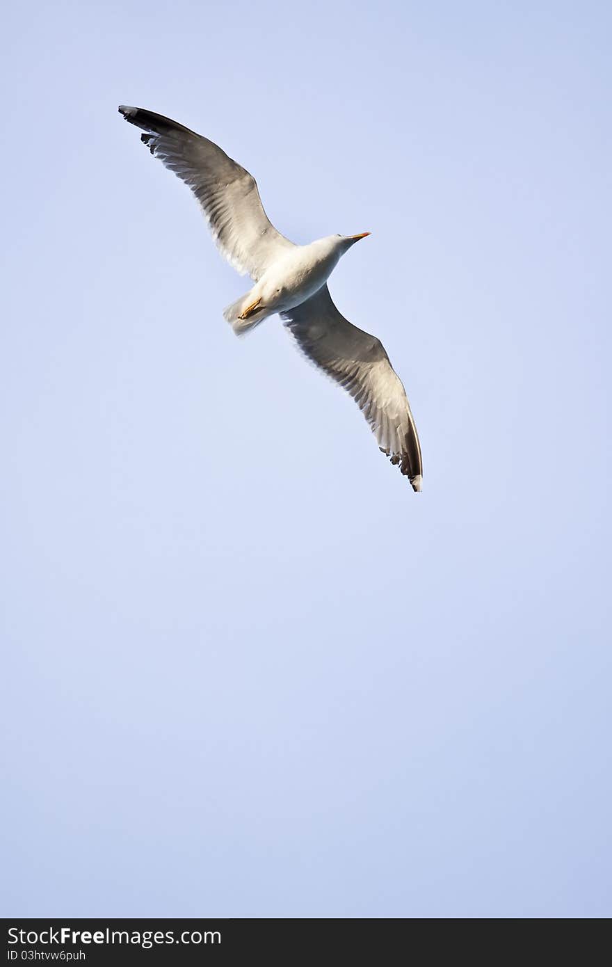 Flying sea gull at a beach near Gibraltar.