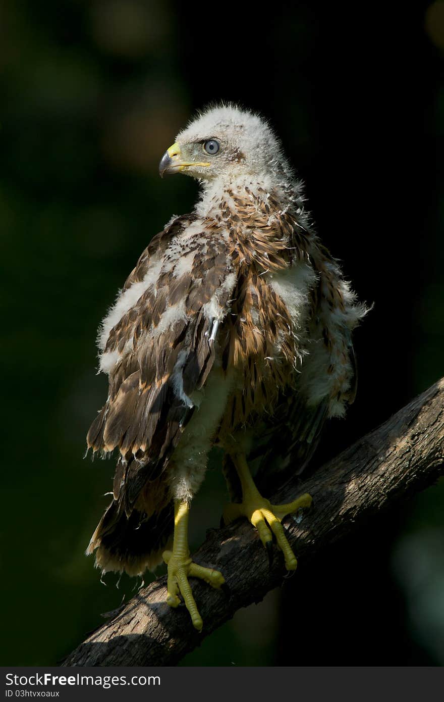 Goshawk, juvenile / Accipiter gentilis