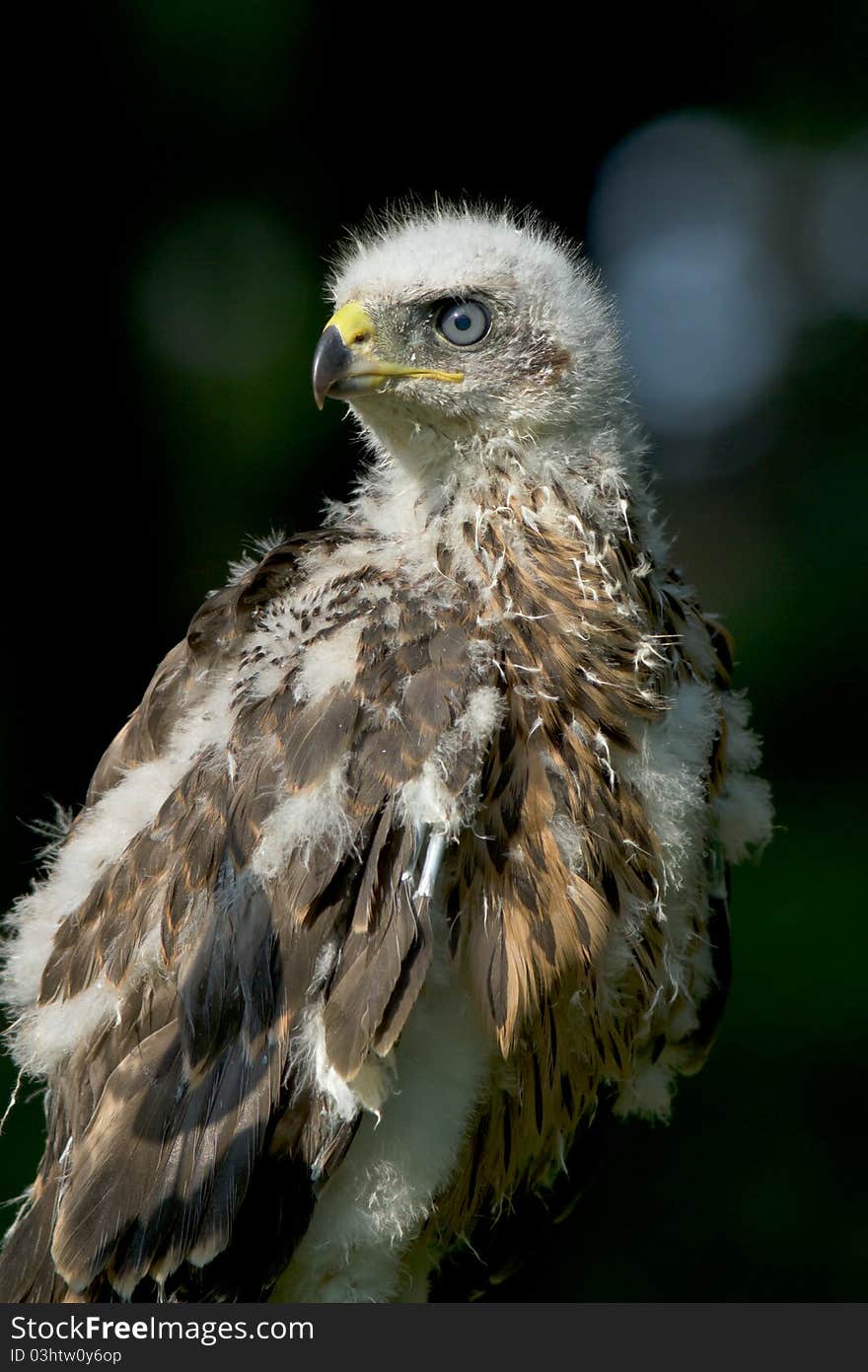 Goshawk, juvenile / Accipiter gentilis