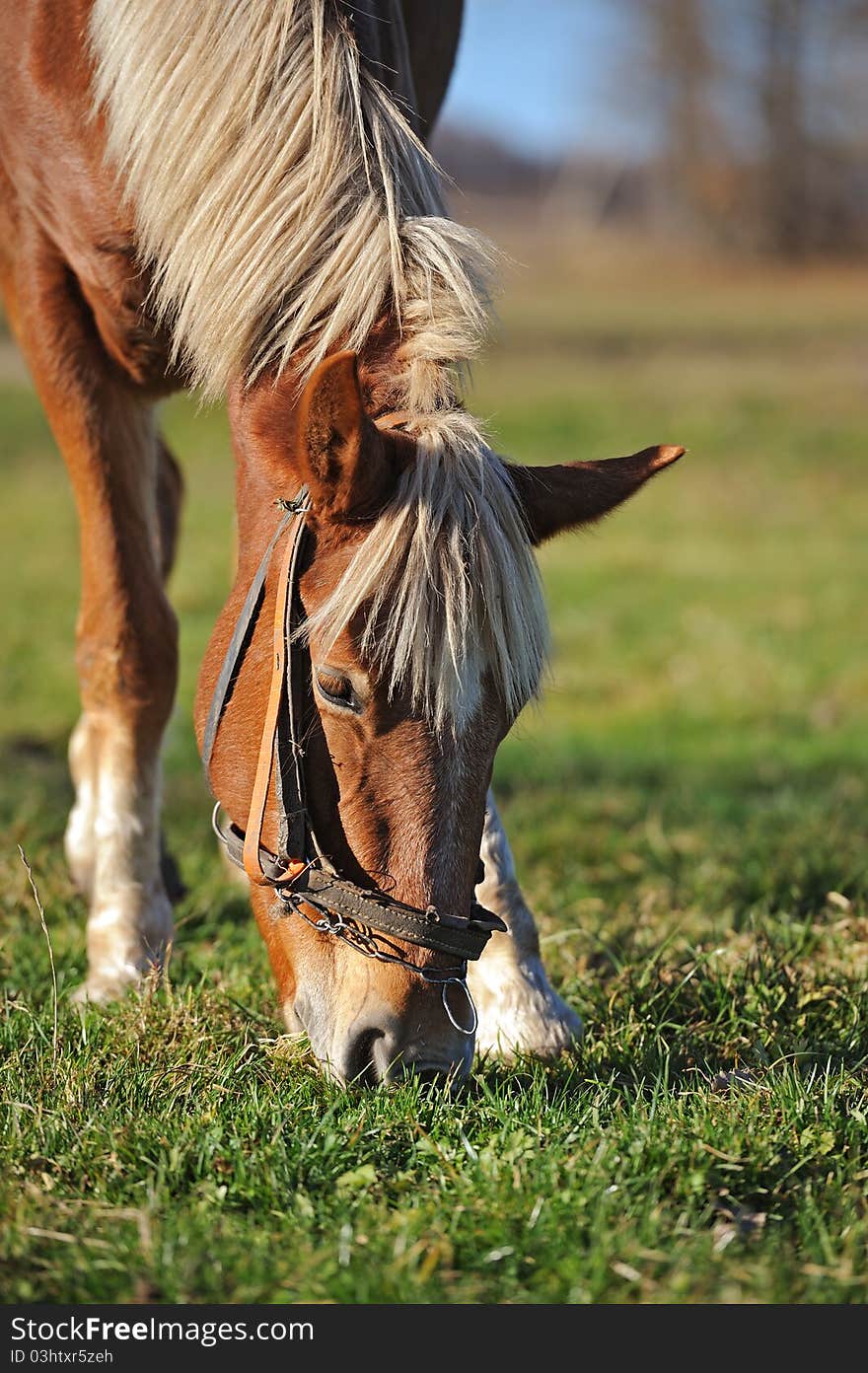 A horse grazing on a green grass