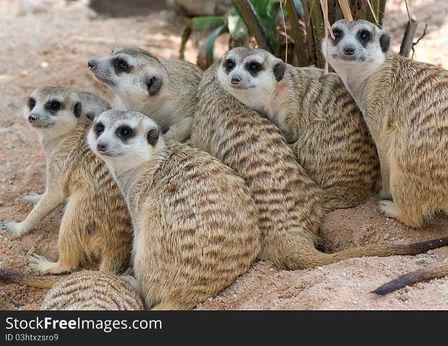 Funny and lovely group of meerkats