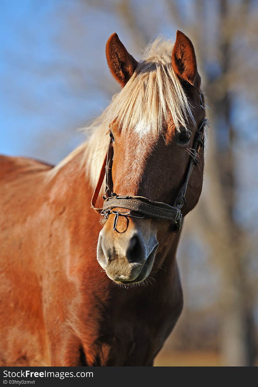 A horse grazing on a green grass