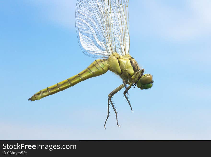 Orthetrum cancellatum / Black-tailed Skimmer, female