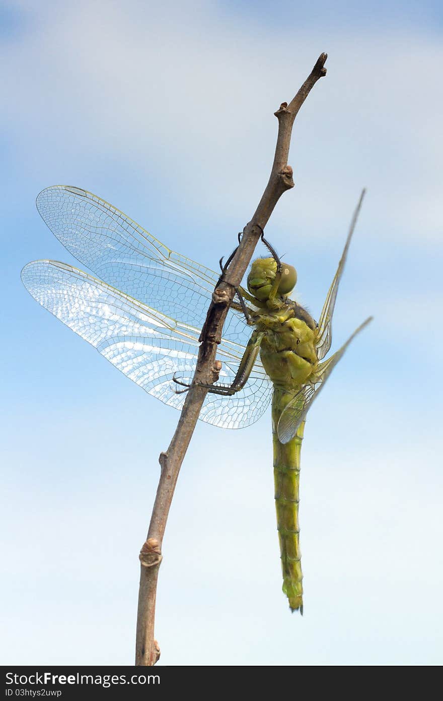 Orthetrum cancellatum / Black-tailed Skimmer, fema