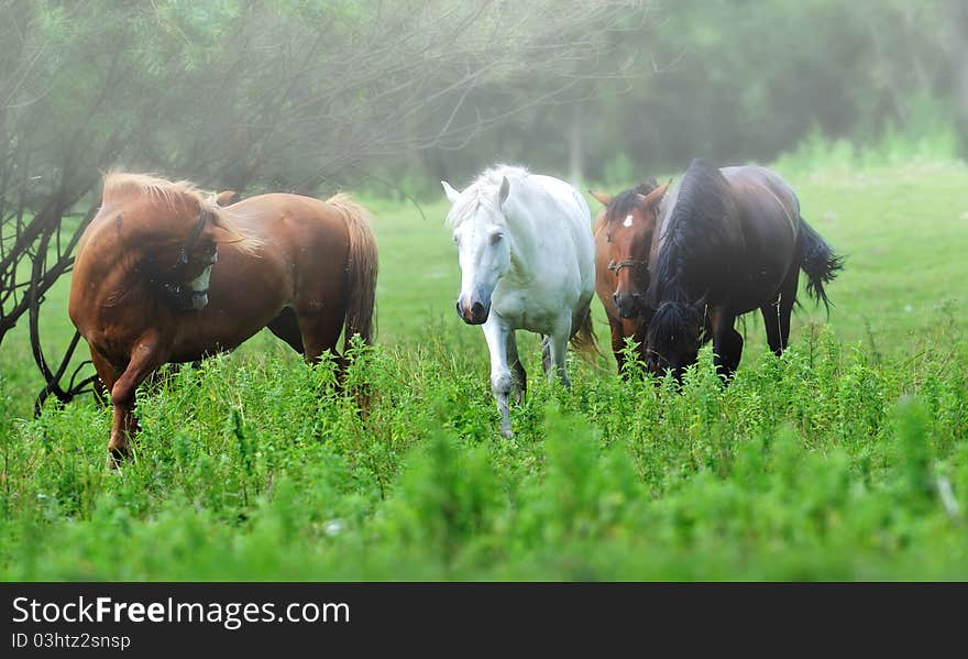 Horse in a natural habitat