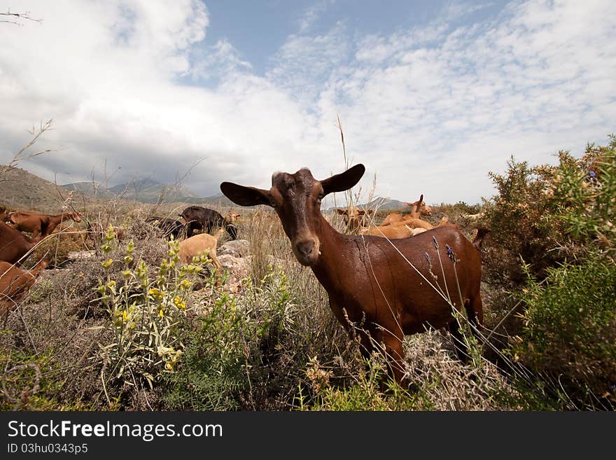 Spanish goat